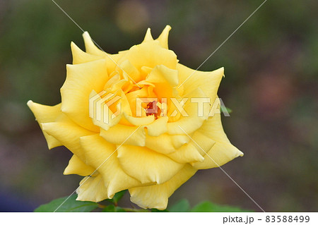中之島薔薇園 中之島薔薇園 83588499