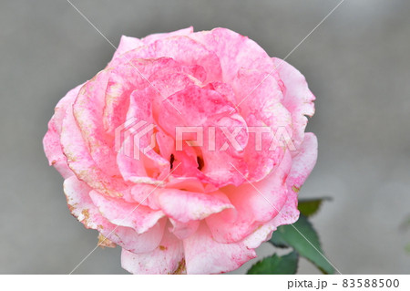 中之島薔薇園 83588500