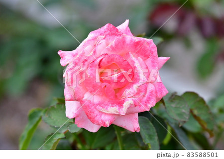 中之島薔薇園 83588501