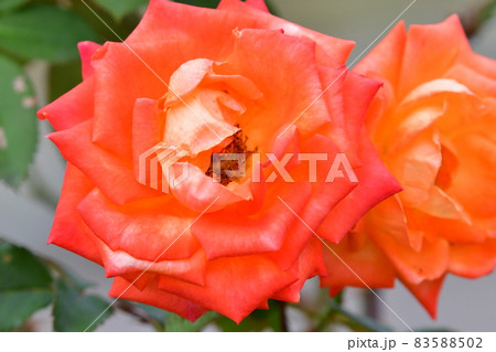 中之島薔薇園 83588502