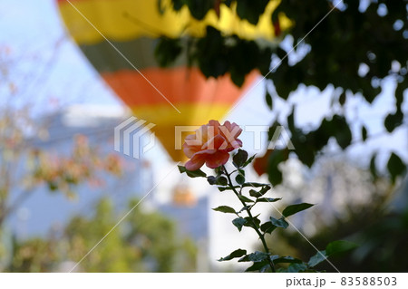 中之島薔薇園 83588503