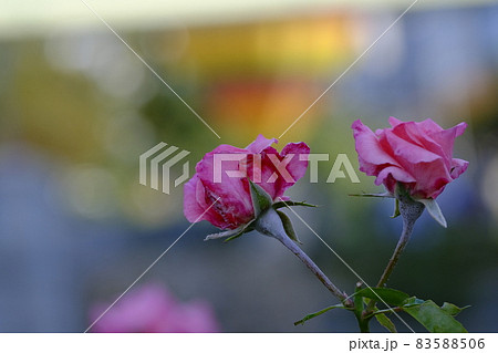 中之島薔薇園 中之島薔薇園 83588506