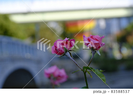 中之島薔薇園 中之島薔薇園 83588537