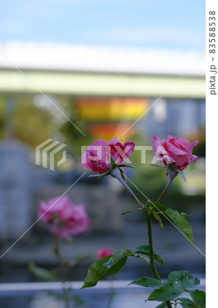 中之島薔薇園 中之島薔薇園 83588538