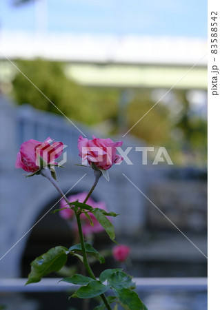 中之島薔薇園 83588542