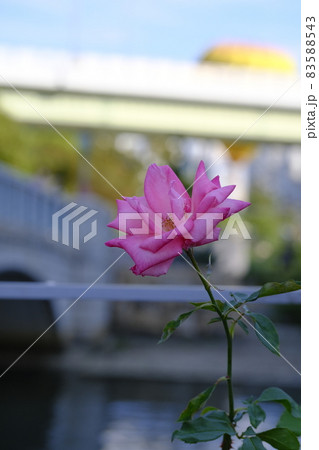 中之島薔薇園 中之島薔薇園 83588543