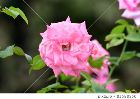 中之島薔薇園 83588550