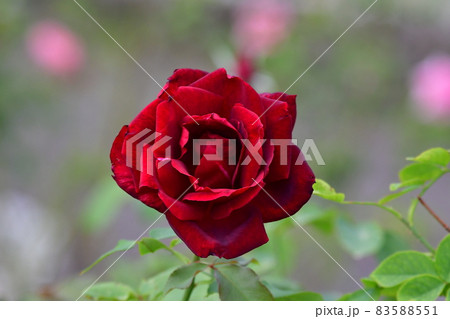 中之島薔薇園 中之島薔薇園 83588551