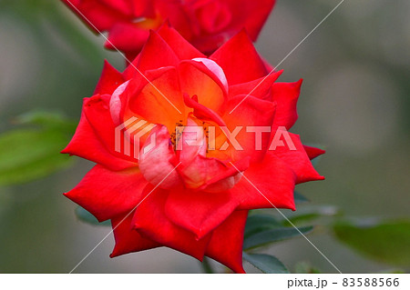 中之島薔薇園 中之島薔薇園 83588566