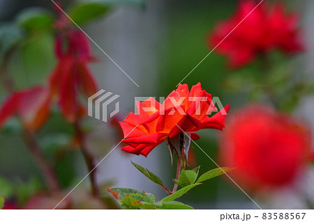 中之島薔薇園 中之島薔薇園 83588567