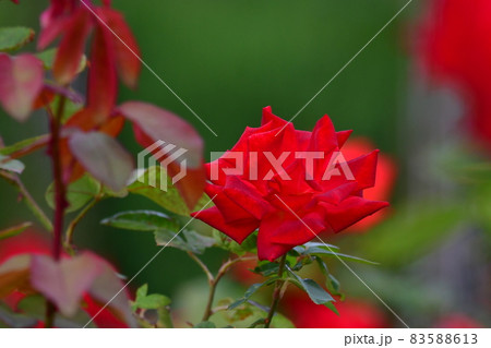 中之島薔薇園 中之島薔薇園 83588613