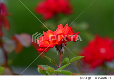 中之島薔薇園 中之島薔薇園 83588614