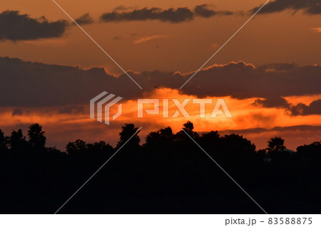 サンセット 83588875