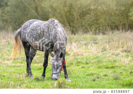 Beautiful gray horse grazing in green grassland summer field. 83588897
