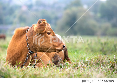 Brown milk cow grazing on green grass at farm grassland. 83588909