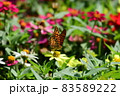 キタテハ 83589222