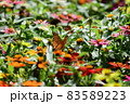 キタテハ 83589223