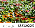 キタテハ 83589225