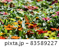 キタテハ 83589227