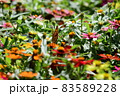 キタテハ 83589228