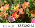 ウラギンシジミ 83589248