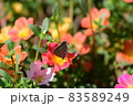 ウラギンシジミ 83589249