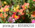 ウラギンシジミ 83589250