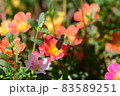 ウラギンシジミ 83589251
