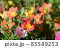 ウラギンシジミ 83589253