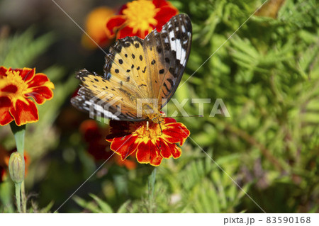 マリーゴールドの花の蜜を吸う昆虫　鹿児島県 83590168
