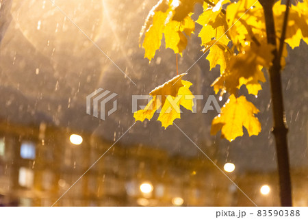 Autumn city in the evening. Yellow maple leaves under a bright lantern. First snow. 83590388