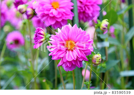ダリアの花 ダリアの花 83590539