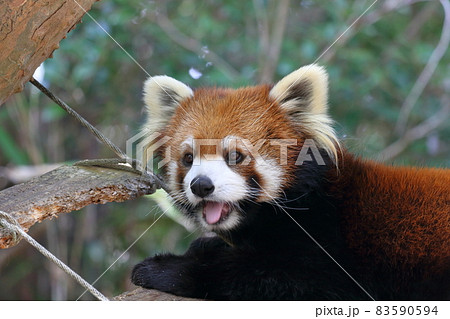 レッサーパンダ　愛らしい　秋	 83590594