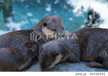 コツメカワウソ リラクゼーション 秋 コツメカワウソ リラクゼーション 秋 83590595