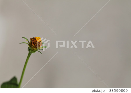 ウィンターコスモスの花後 ウィンターコスモスの花後 83590809