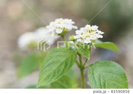 白いランタナの花 白いランタナの花 83590856