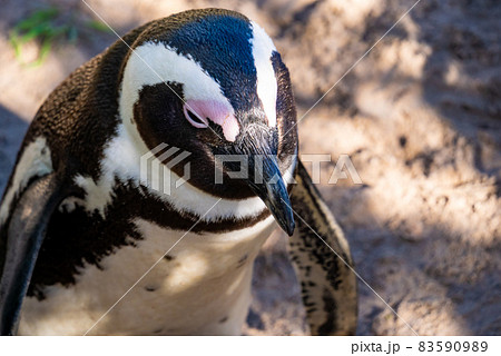 ケープペンギンを上から見た姿、左寄せ構図 83590989