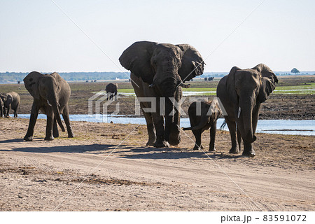 水辺のアフリカ象の親子、正面 83591072