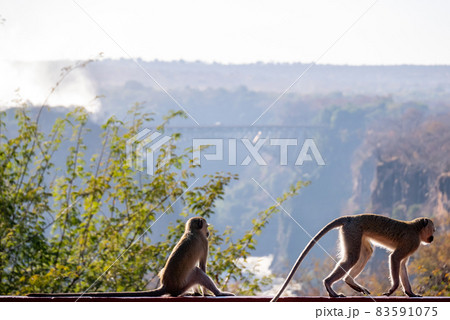 水煙の上がるビクトリアフォールズの景色を眺める猿と尻尾の長い猿 83591075