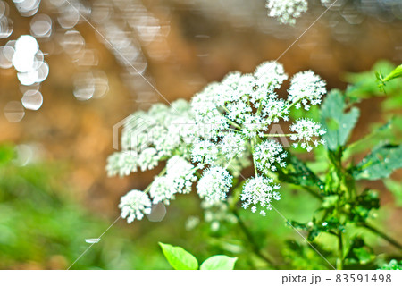 水辺の野草 水辺の野草 83591498