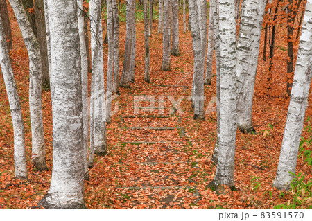 【北海道美瑛町】晩秋の白樺回廊 11月 【北海道美瑛町】晩秋の白樺回廊 11月 83591570