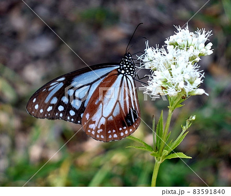 アサギマダラ蝶とフジバカマ　ひと時の休憩 83591840