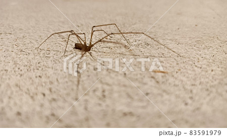 ザ・スパイダー 83591979