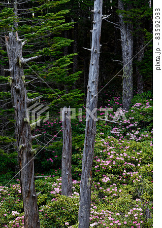 奥秩父・十文字峠のシャクナゲ群落 83592033