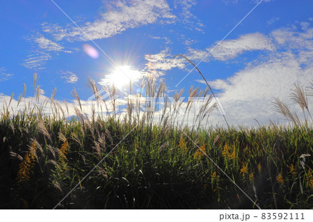 朝の空　青空　雲　太陽　ススキ 83592111