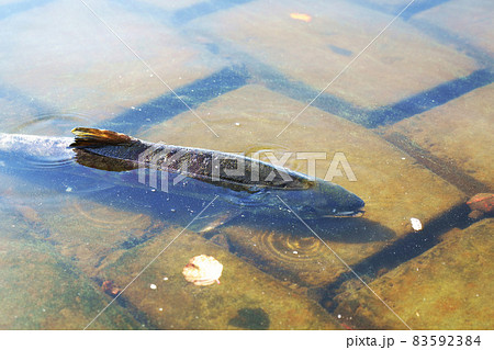 サケの遡上 83592384