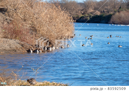 白鳥飛来地 水鳥 川島町 越辺川 白鳥飛来地 水鳥 川島町 越辺川 83592509