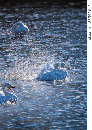 白鳥飛来地　コハクチョウ　水鳥　川島町　越辺川 83592612