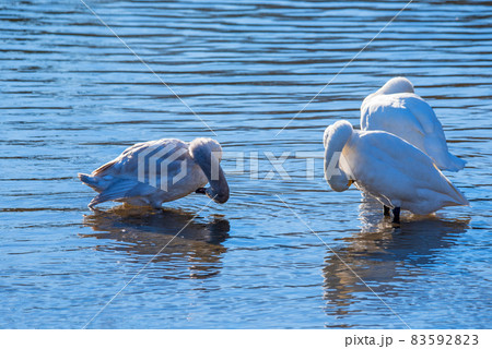 白鳥飛来地　コハクチョウ　水鳥　川島町　越辺川 83592823