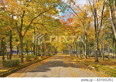 錦秋のケヤキ並木 83593261